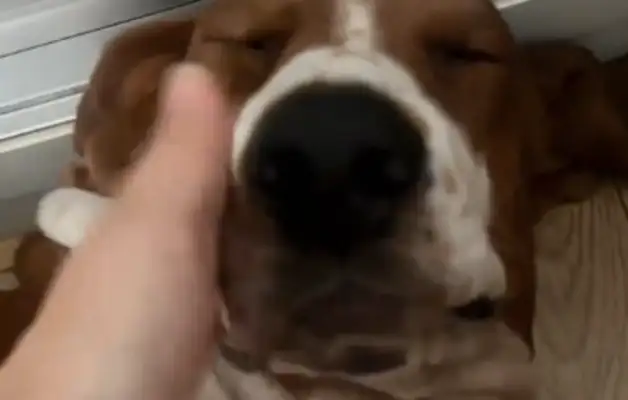A girl walks a dog in the morning, but a dog can't get up