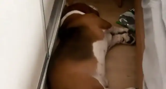 A girl walks a dog in the morning, but a dog can't get up