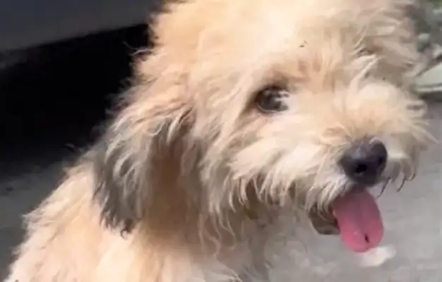 The girl found only a stray dog and took her to a doctor with a good heart and was told she was too hurt to live
