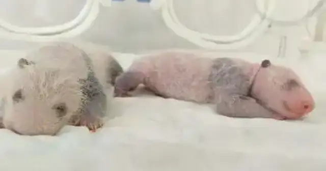 The big panda, the Golden Golden, gave birth to the baby, the first in Shanghai to the second generation