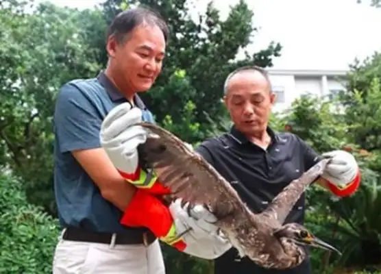 An's delivery of the "mysterious bird" is a state-level protection of animals