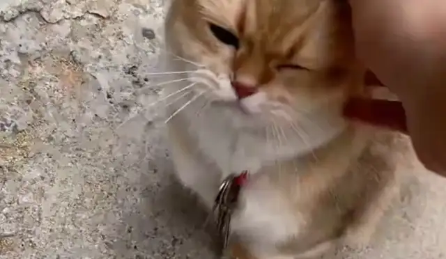 The girl goes home, and Grandma lets the cat give her the keys