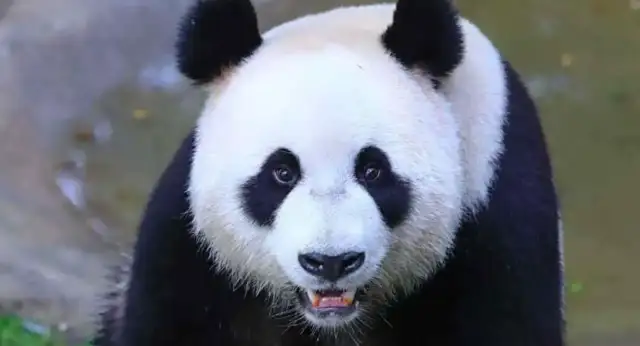 The big panda, the Golden Golden, gave birth to the baby, the first in Shanghai to the second generation