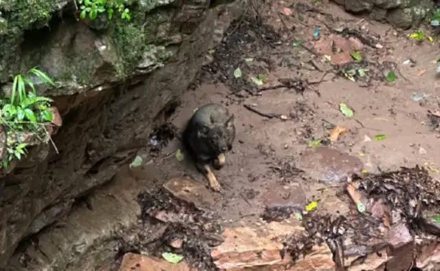 The Great Canyon Canyon View was able to rescue two trapped dogs