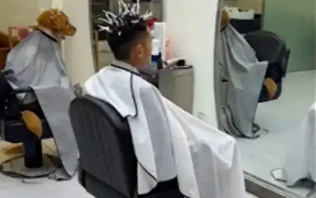 I see a dog burning his hair in a barbershop