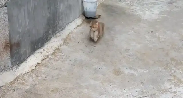 The girl goes home, and Grandma lets the cat give her the keys