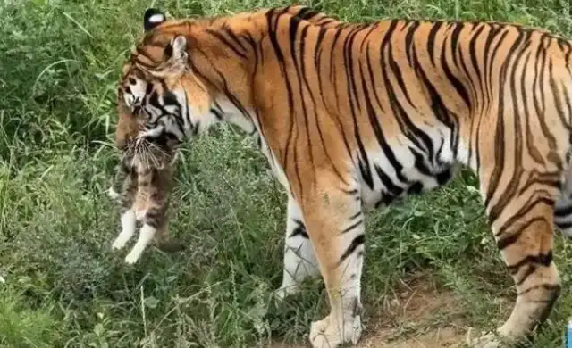 There's a tiger, a cat, a zoo response: probably a stray cat