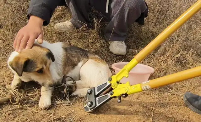 Team Wang, we've got boar clips: Fire Emergency