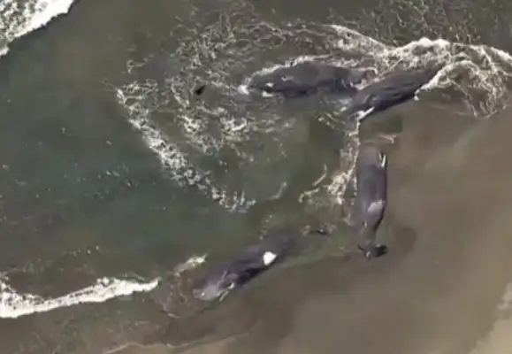 A rare scene: four whales in Chiba County, Japan, both stranded