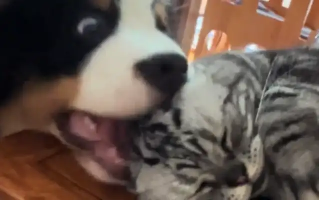 Dogs want to play with cats. They're pissed off