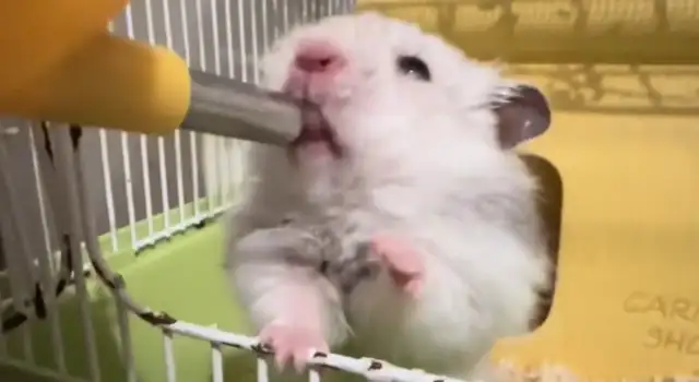 There was a marked change in the comparison of hamsters before and after illness. Netizen: You can call the rats when you see them