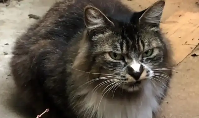 The stray cat was abandoned because of the "hotness" of the cat. Brother