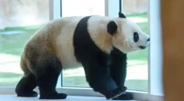 Israel attacked Qatar, and Chinese netizens were anxious: how are our two big pandas
