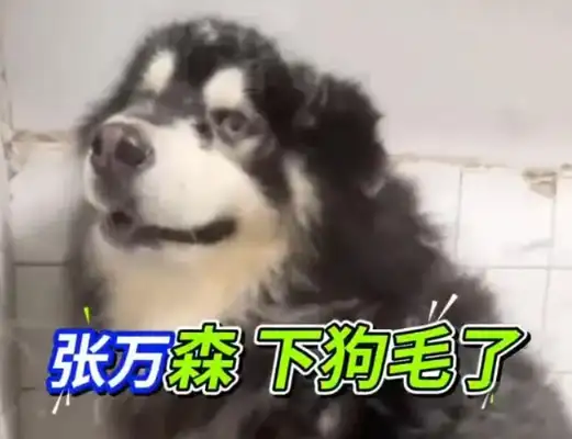 The Alaskan furry six months without a bath, the pet shop: combed to the twitch