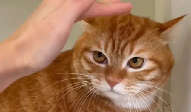 Cats don't let their master touch their heads. Netizen: Some cats you only have no custody. Rights