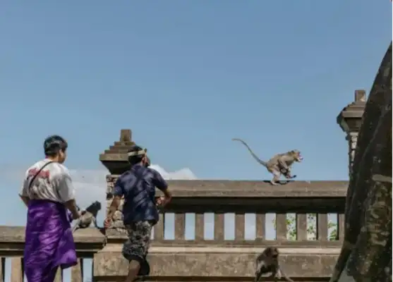 Bali's Monkey Bandits are good at bartering