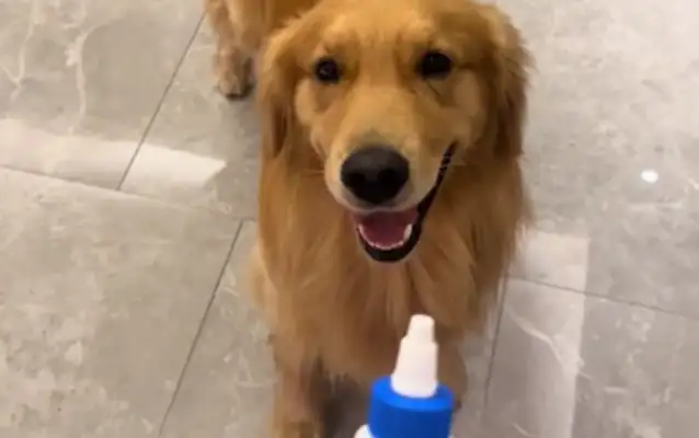 The master took out the earwash. The dog was lying on the couch and turned his ears over