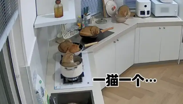 The man cooks and finds cat hair in the pot and the cat sleeps in the pot