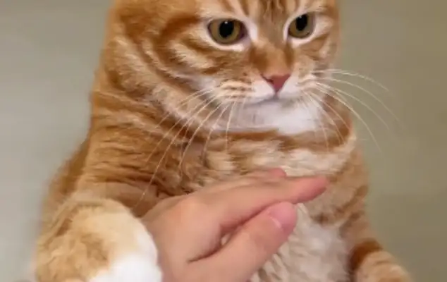 Cats don't let their master touch their heads. Netizen: Some cats you only have no custody. Rights