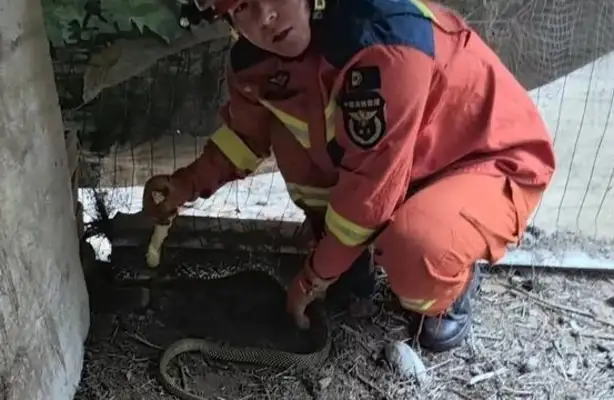 Shandong's snakes are out