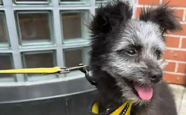 Sun Zheng picked up a dog in the market called Nine