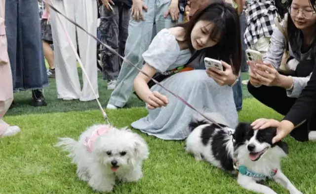 Qingdao celebrates the Carnival of Pets: The 7,000-Square Seaside Conservancy