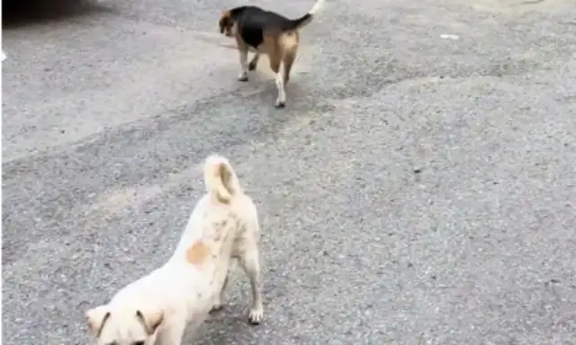 The dog ran out, and when the girl found her, the dog pretended he didn't know her