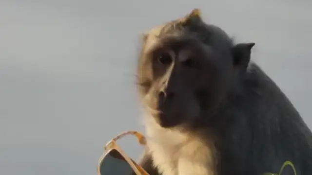 In Bali, monkeys rob tourists' phones and wallets in broad daylight