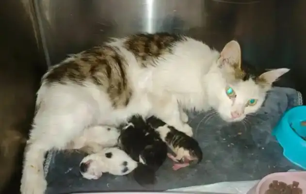 After 400 cats were rescued: 31 cats were born