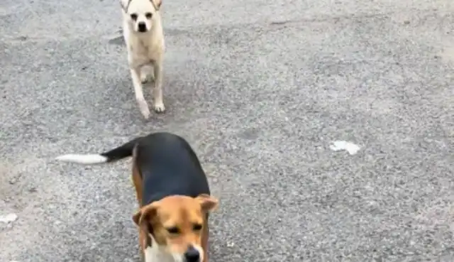 The dog ran out, and when the girl found her, the dog pretended he didn't know her