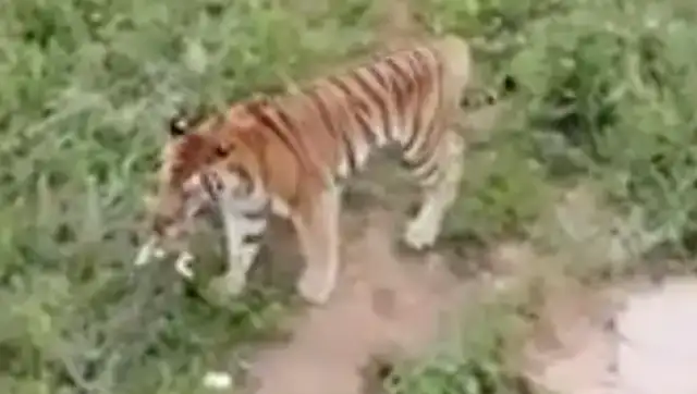 A tiger bit a stray cat at the zoo