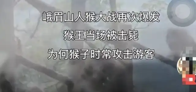 "There's been a monkey war in Sichuan, a tourist crash and a monkey king shot."