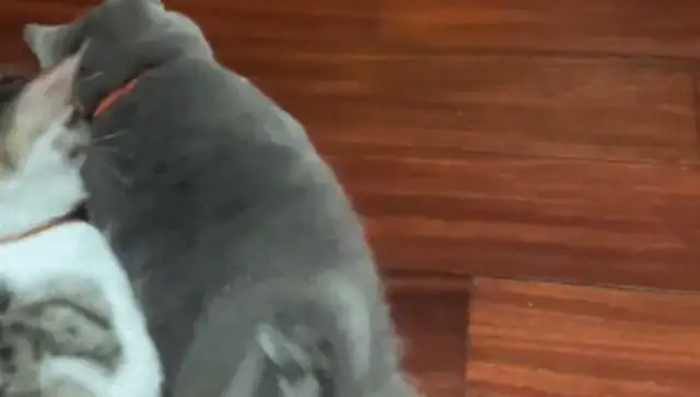 The guy put the cat in the bowl, and the cat walked around