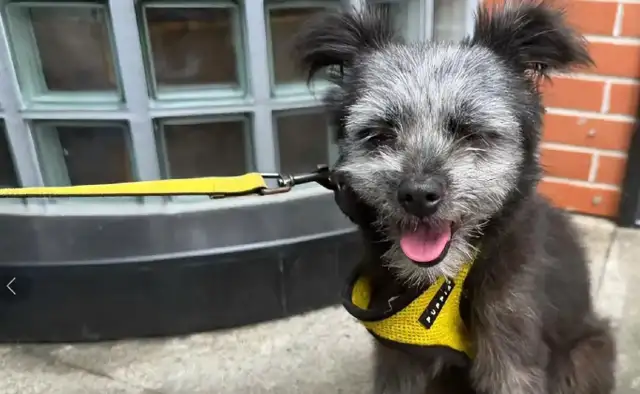 Sun Zheng picked up a dog in the market called Nine