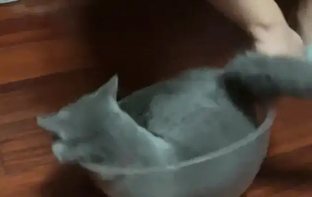 The guy put the cat in the bowl, and the cat walked around