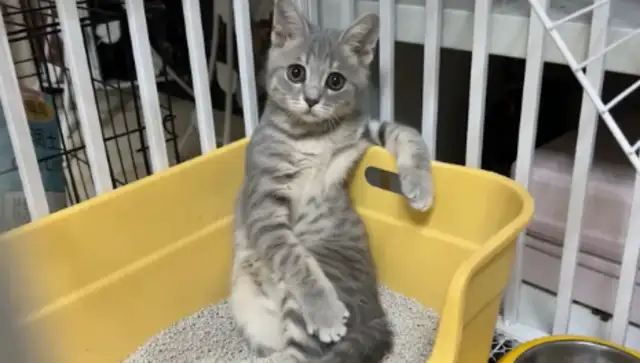 The cat sits in the cat's casserole with his legs in it
