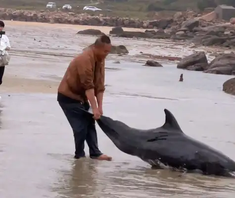 Dolphins are stranded. Shouldn't they be on the beach? It's a dispute that a man is helping dolphins