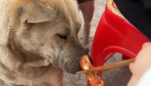 The neighboring table fed the dog with a chopstick! A Sibet restaurant admits management negligence