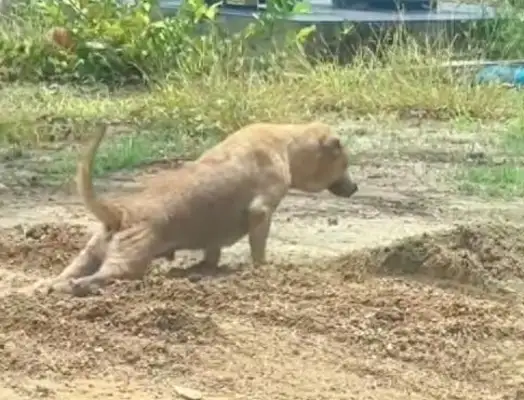 The dog's back leg seems to be crawling with disability. Tears