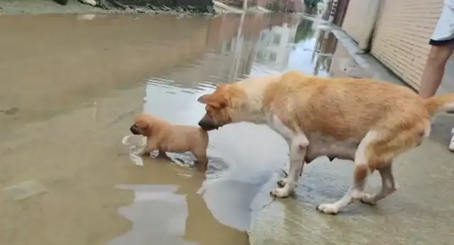 Mom won't let the dog play with water