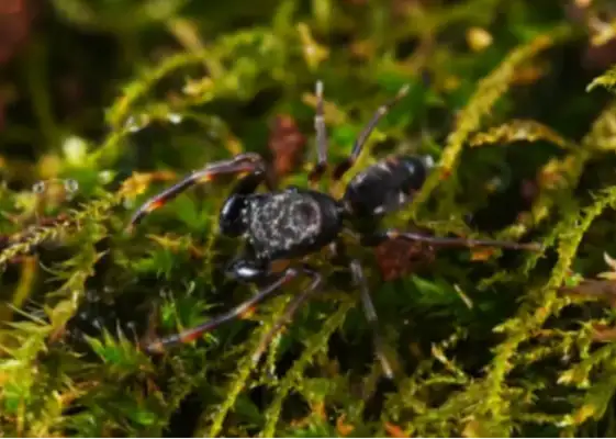 Jiangxi found spiders and spiders