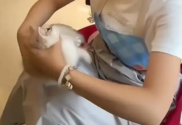 The girls' curator's abuse killed four cats