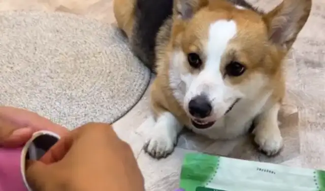 Men try dog snacks. Dogs have incredible faces. Dogs: You're real dogs