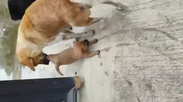 Mom won't let the dog play with water