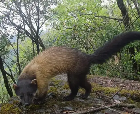 The second level of state protection for the animal vegetative ferret is "showing."