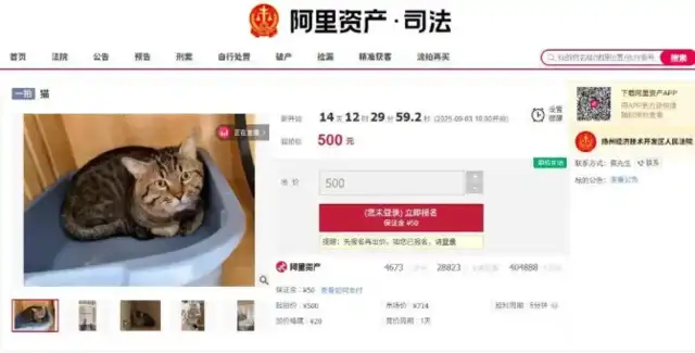 The owner owes money to the cat. He'll start the bidding at $500