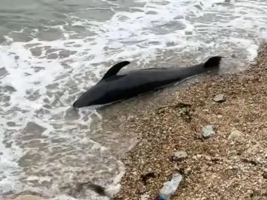 Two meters of dolphins are suspected of dying on Dalian Beach