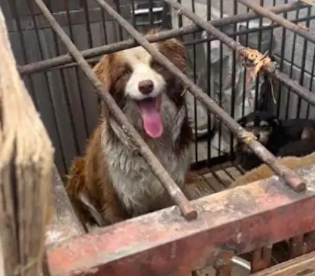 The dog ran out and got caught. The girl found it for days