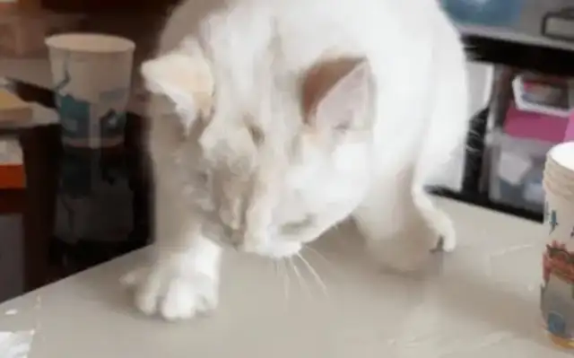 It's amazing what a woman does when she goes on a trip to foster a cat at her aunt's