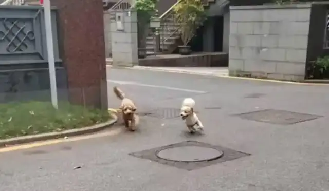 There's been a controversy over multiple incidents involving pet dogs in a small district
